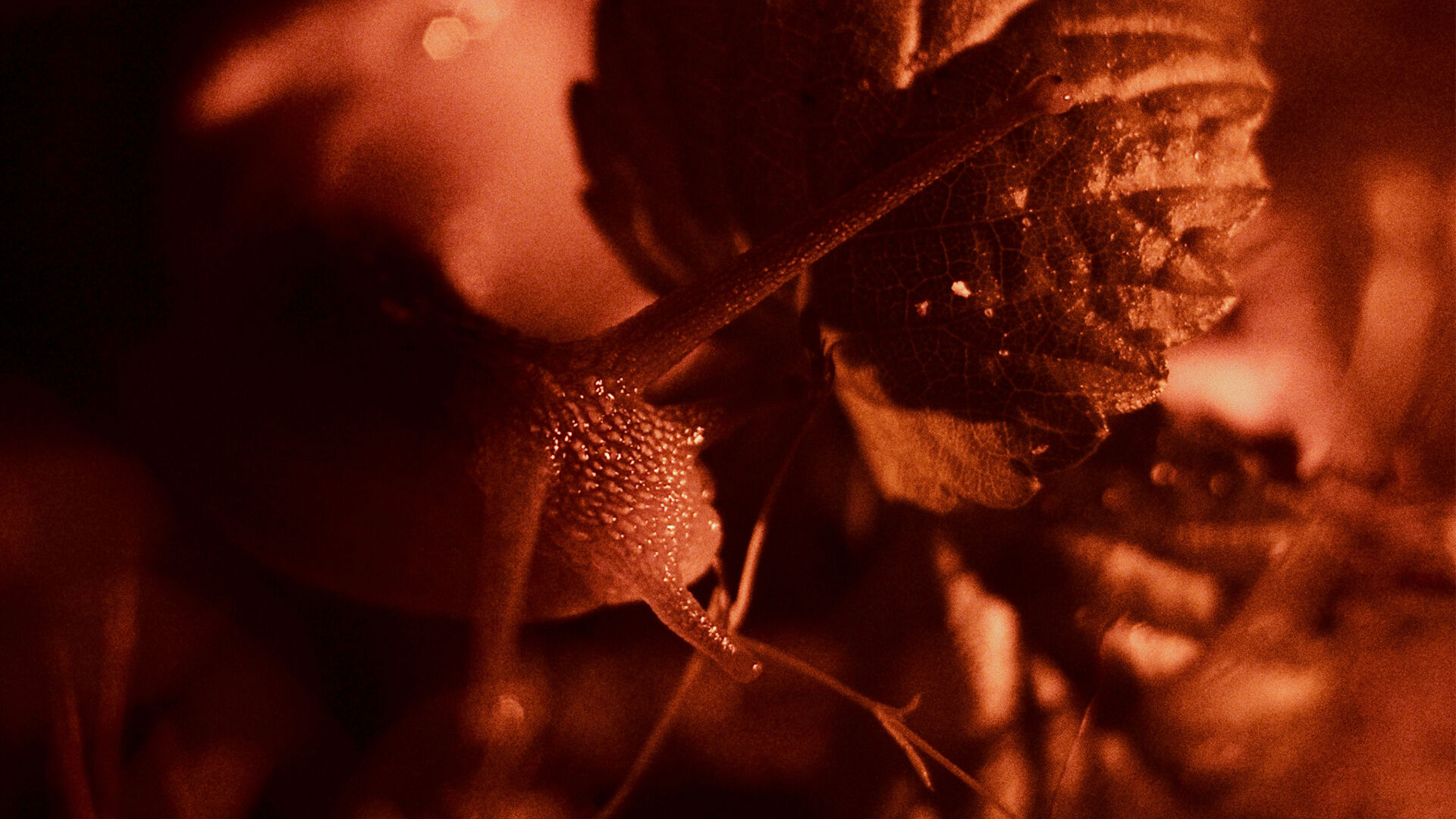 The Tiny Little Garden Creatures