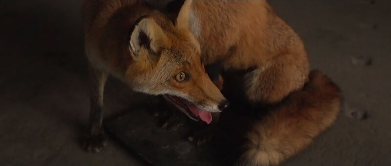 Verzamelen is een Ziekte