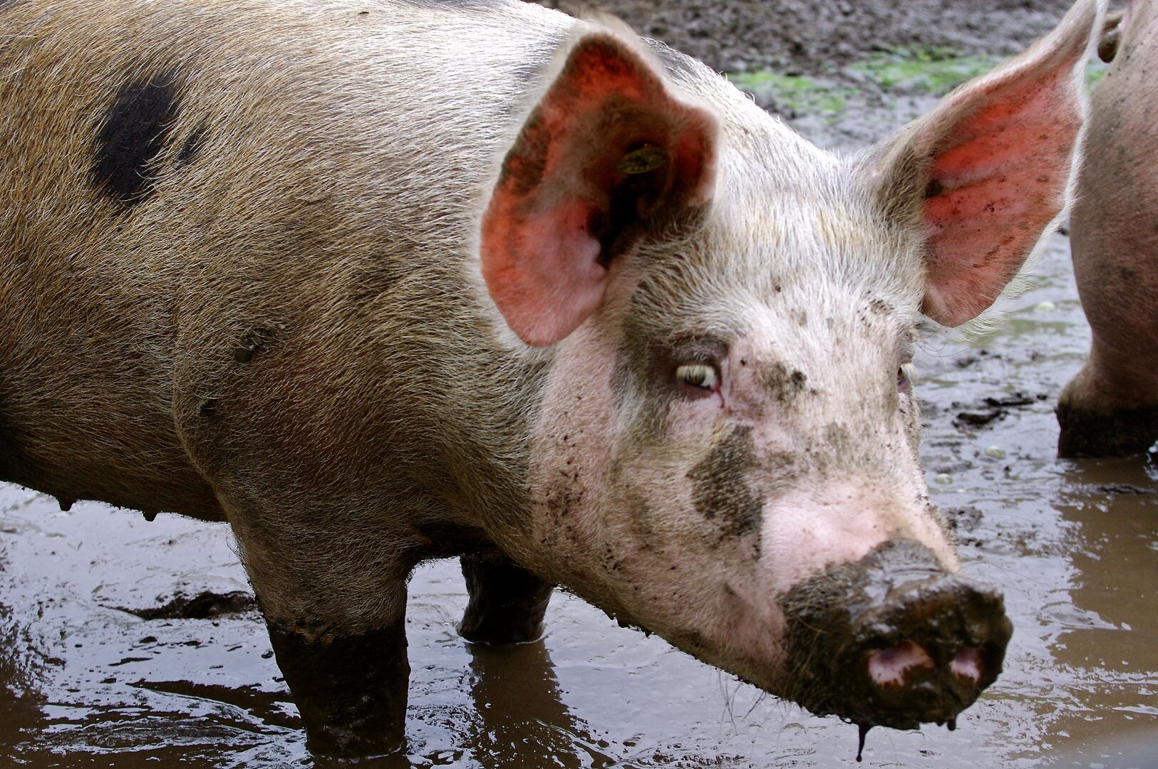 Vleeswording / Encarnación